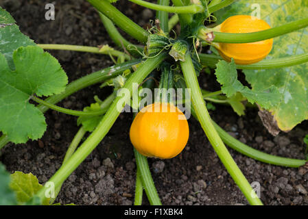 'Summer Ball' la citrouille (Cucurbita pepo) croissant sur l'attribution. Sheffield, South Yorkshire, Angleterre, Royaume-Uni. Banque D'Images