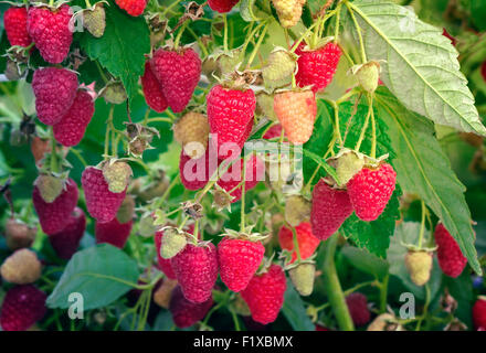 Dans le jardin sur les branches de la maturité framboisier est un grand nombre de grands framboises parmi les feuilles vertes. Banque D'Images