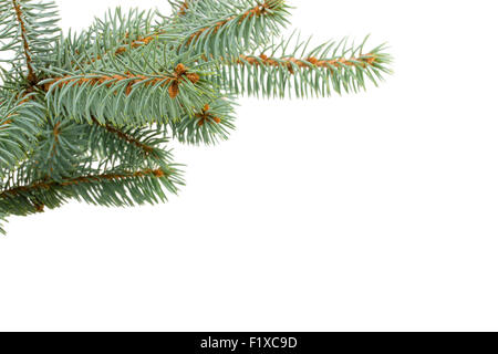 Sapin isolé sur blanc. Banque D'Images