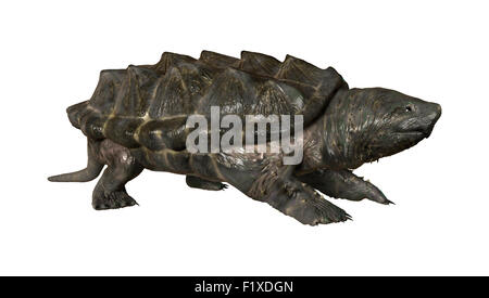 Numérique 3D render of un alligator tortue serpentine isolé sur fond blanc Banque D'Images