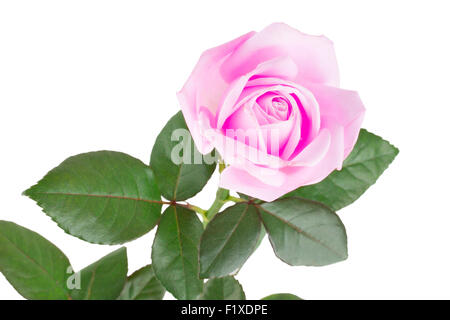 Rose rose isolé sur fond blanc. Banque D'Images
