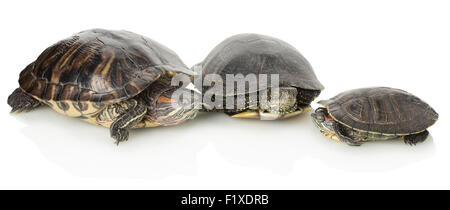 Tortues marines sur un fond blanc. Banque D'Images