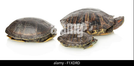 Tortues marines sur un fond blanc Banque D'Images