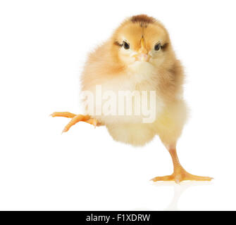 Petit Poussin sur fond blanc. Banque D'Images