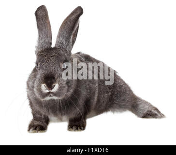 Lapin Gris sur fond blanc. Banque D'Images