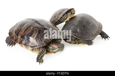 Tortues marines sur un fond blanc. Banque D'Images