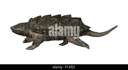 Numérique 3D render of un alligator tortue serpentine isolé sur fond blanc Banque D'Images