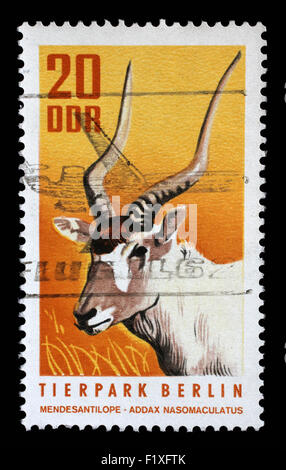 Timbres en RDA, l'ANTILOPE BLANCHE montre, l'Addax Addax nasomaculatus, Animal, vers 1970 Banque D'Images