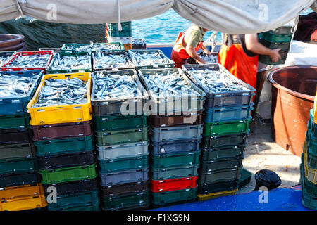 Dans des caisses de sardines préparé pour le transport Banque D'Images
