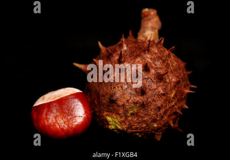 Conkers marron sur fond noir Banque D'Images