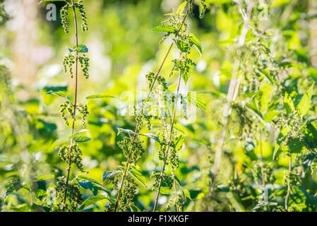 L'ortie plantes dans la nature sauvage dans des couleurs vert Banque D'Images