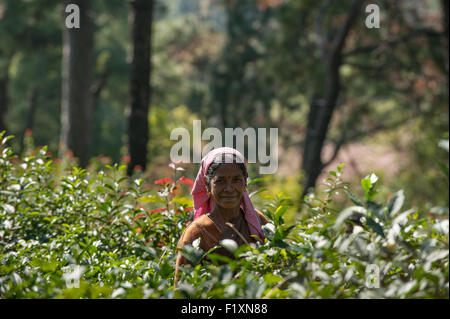 Dharamsala, Himachal Pradesh, Inde. Plateau picker. Banque D'Images