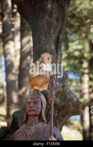 Shimla, Himachal Pradesh, Inde. Singe assis sur la statue d'un garde par le Monkey temple, dédié au dieu hindou Hanuman, sur l'Jakhoo Hill. Banque D'Images