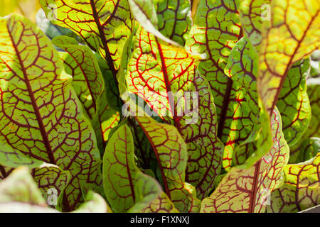 L'oseille commune jardin aka la petite oseille (Rumex acetosa) Banque D'Images