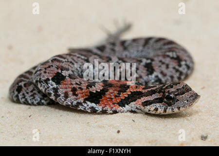 Hognosed nouveau-né - snake Heterodon playrhinos Banque D'Images