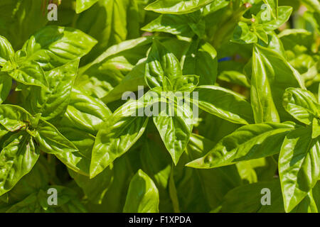 Plante de BASILIC (Ocimum basilicum) Banque D'Images