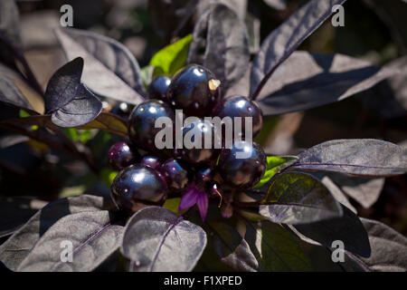 Black Pearl chili pepper plant in garden (Capsicum annuum) - USA Banque D'Images