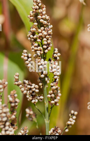 Les grains mûrs de plantes fourragères sur le sorgho - USA Banque D'Images