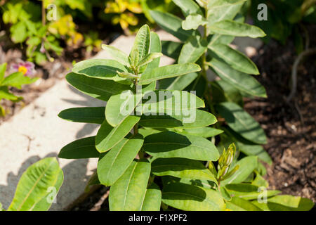 L'asclépiade commune (Asclepias syriaca) - USA Banque D'Images