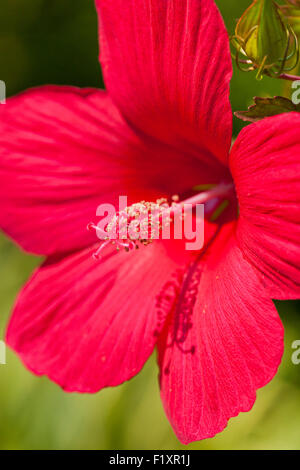 Fleur d'hibiscus rouge - États-Unis Banque D'Images