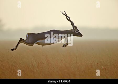 L'état du Gujarat, Inde, Blackbuck national park, (Antilope cervicapra Blackbuck), homme courir et sauter Banque D'Images