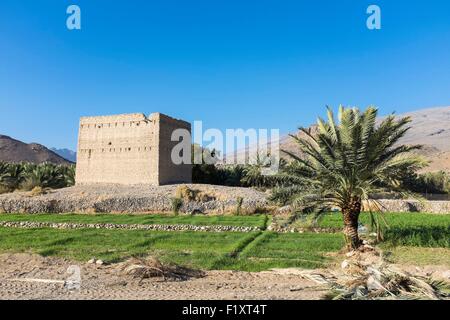 Sultanat d'Oman, gouvernorat d'Ad Dhahirah, Wadi Damm, fort de brique de boue dans Damm village Banque D'Images