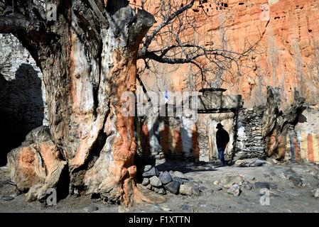 Le Népal, Gandaki zone, Upper Mustang (près de la frontière avec le Tibet), la silhouette d'un trekker et vieil arbre dans le village de Dhakmar et Falaise rouge Banque D'Images