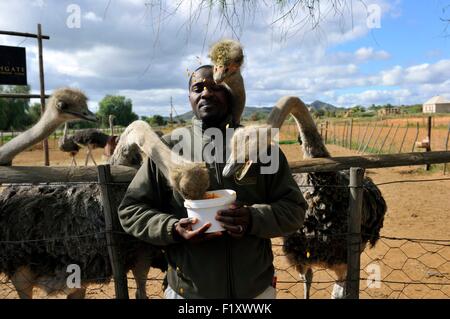 L'Afrique du Sud, Western Cape, Petit Karoo, Highgate Ostrich farm près de Oudtshoorn, sur la route 62 Banque D'Images