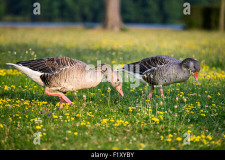 Divoké kachny v parku Château de Moritzburg Baroque, Dresde, État libre de Saxe, Allemagne, Europe Banque D'Images