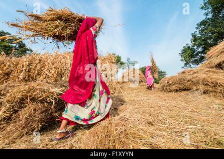 L'Inde, Rajasthan, Kumbalgarh, travaillant dans les champs Banque D'Images