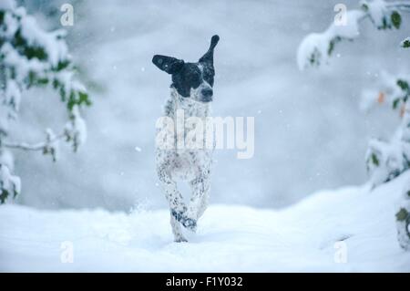 France, Isère, le chien (Canis lupus familiaris), type chien de chasse Braque, tournant dans la neige Banque D'Images