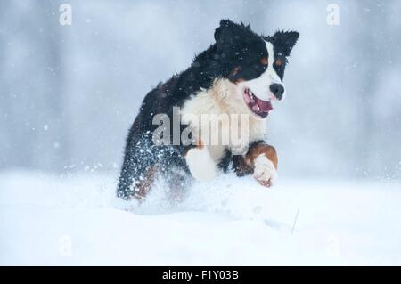 France, Isère, le chien (Canis lupus familiaris), Bernese Mountain Dog in snow Banque D'Images