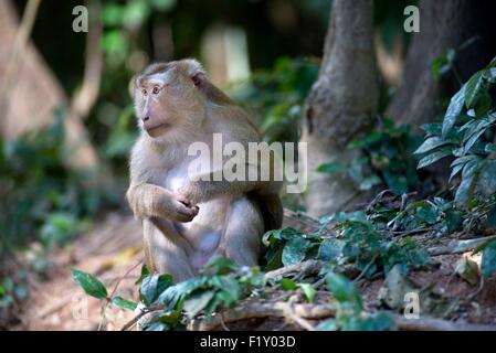 La Thaïlande du Nord, le macaque (Macaca leonina) cochon Banque D'Images