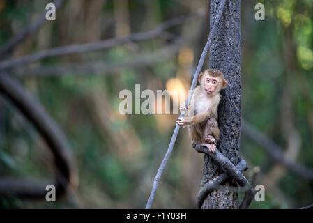 La Thaïlande du Nord, le macaque (Macaca leonina) cochon Banque D'Images