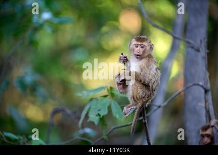 La Thaïlande du Nord, le macaque (Macaca leonina) cochon Banque D'Images