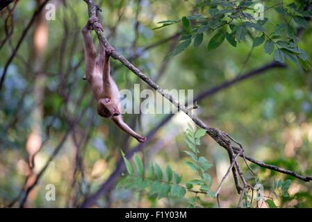 La Thaïlande du Nord, le macaque (Macaca leonina) cochon Banque D'Images