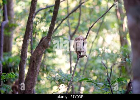 La Thaïlande du Nord, le macaque (Macaca leonina) cochon Banque D'Images