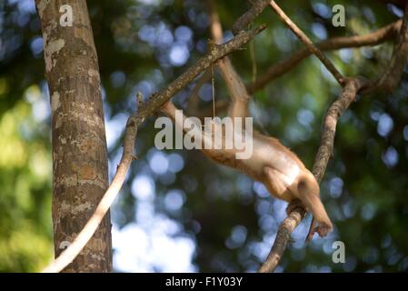 La Thaïlande du Nord, le macaque (Macaca leonina) cochon Banque D'Images