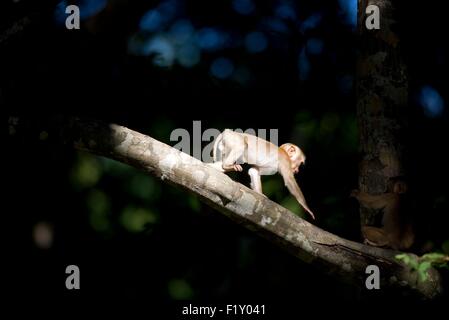 La Thaïlande du Nord, le macaque (Macaca leonina) cochon Banque D'Images