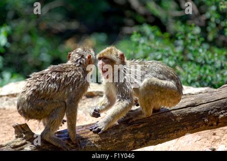 Singe de Barbarie (Macaca sylvanus), les combats entre Youngs Banque D'Images