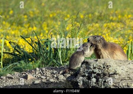 France, marmotte alpine (Marmota marmota), et les jeunes adultes à mamotton Banque D'Images