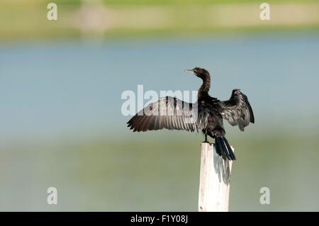 La Thaïlande, Little cormorant (Phalacrocorax niger) Banque D'Images