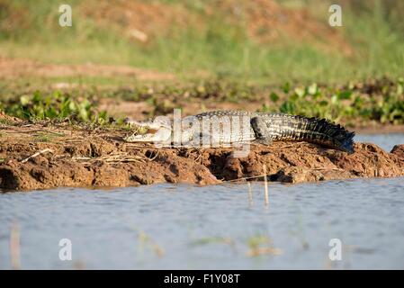 La Thaïlande, Siamois Crocodile (Crocodylus siamensis) Banque D'Images