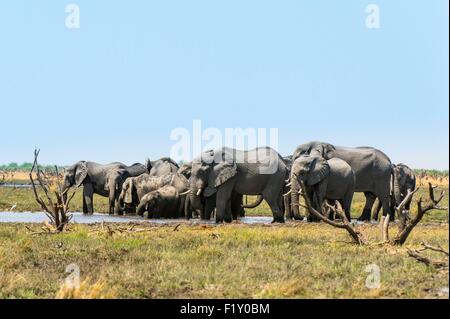 Le Botswana, le Parc National de Chobe, Savuti Marsh, l'éléphant (Loxodonta africana) Banque D'Images