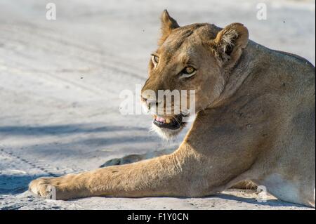 Le Botswana, Okavango Delta, inscrite au Patrimoine Mondial de l'UNESCO, Concession Khwai, lion (Panthera leo) Banque D'Images