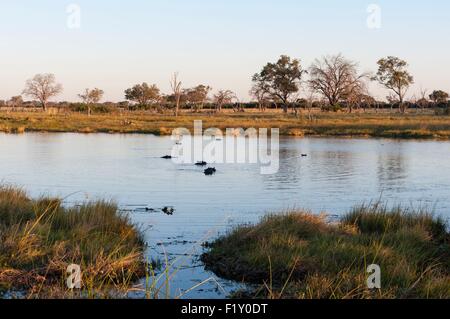 Le Botswana, Okavango Delta, inscrite au Patrimoine Mondial de l'UNESCO, Concession Khwai, Hippopotame (Hippopotamus amphibius) Banque D'Images