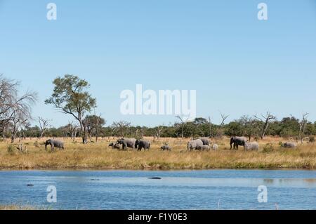 Le Botswana, Okavango Delta, inscrite au Patrimoine Mondial de l'UNESCO, Concession Khwai, l'éléphant africain (Loxodonta africana) Banque D'Images