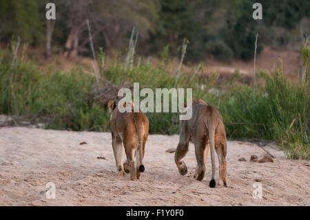 L'Afrique du Sud, Mala Mala Game Reserve, lion (Panthera leo) Banque D'Images