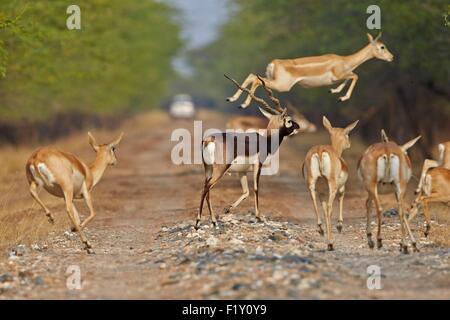 L'état du Gujarat, Inde, Blackbuck national park, (Antilope cervicapra Blackbuck), mâle et femelle Banque D'Images