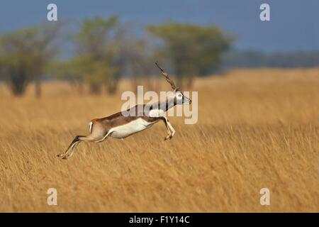 L'état du Gujarat, Inde, Blackbuck national park, (Antilope cervicapra Blackbuck), homme courir et sauter Banque D'Images